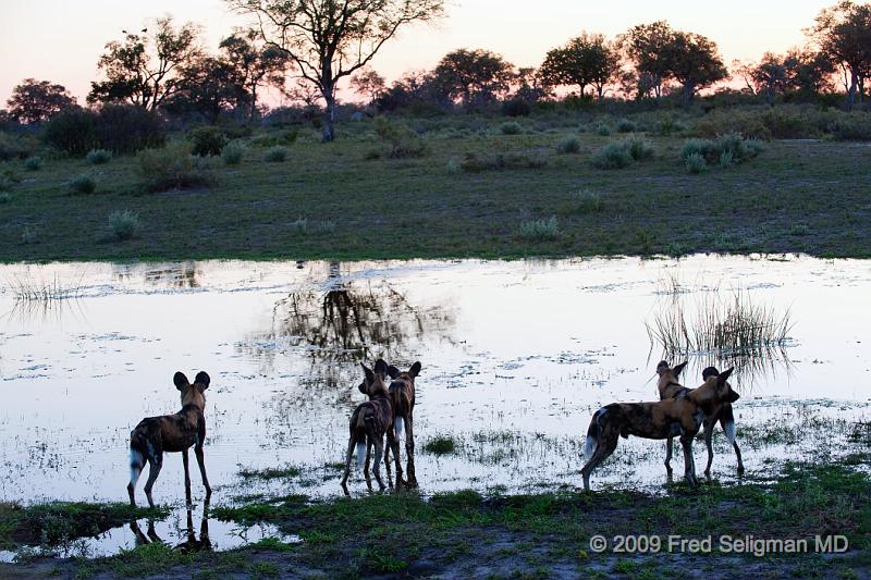 20090617_175131 D3 X1.jpg - At times, the alpha dog would wade into the water and then turn around because of croc danger